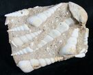 Large Fossil Turritella (Gastropod) From France #8816-1